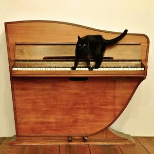 欧美美野花视频
